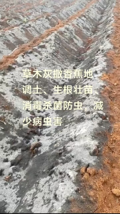 [太阳]纯植物草木灰源头厂家，草木灰广泛适用于各类农作物，是性价比很高的有机肥