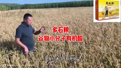 多石粮--谷物小分子有机酸
水稻/小麦，分蘖期 孕穗期 灌浆期 ，使用3次，增产看得见