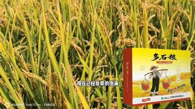多石粮-谷物小分子有机酸，田间表现。
剑叶挺拔，灌浆饱，千粒重，上粮快。