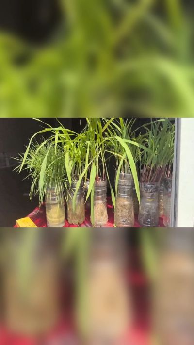 微生物菌剂，出厂前每克添加5亿微生物。最新实验生根育苗，保证不烧苗，促进毛细根增长，抑制病虫害，疏松土壤，保水保肥。近期需要用肥的老板提前联系，19331068337微信同步。