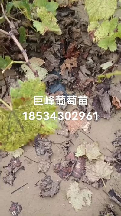 巨峰葡萄苗，一年扦插苗，苗圃基地直销！需要联系18534302961
