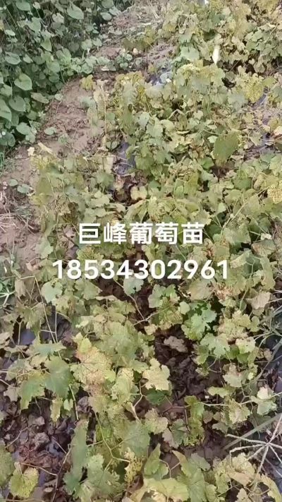 出售早熟巨峰葡萄苗。药用连翘苗，科研五号优质种苗，2/5年苗，药用连翘树，挂果树，全国包邮到家！财富密码18534302961