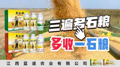 冬季种植，油菜，小麦，草莓等作物的，出现了除草剂药害，黄叶，僵苗，苗不长等问题，马上用多石粮，确保5天见到效果。