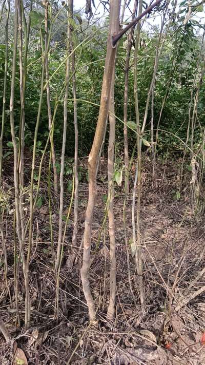 出售臭椿苗，巨峰葡萄苗。药用连翘苗，科研五号优质种苗，2/5年苗，药用连翘树，挂果树，全国包邮到家！财富密码18534302961