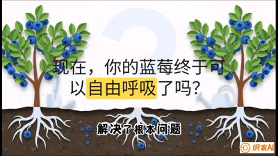 第3节：别把树&ldquo;憋死&rdquo;&mdash;&mdash;正确的定植与换盆手法,   课程：《蓝莓&ldquo;高产&rdquo;实战课：从选苗到丰收的10个关键点》