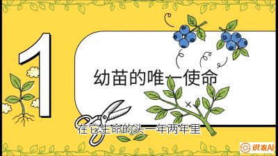 第6节：修剪决定产量（上）&mdash;&mdash;幼苗期与生长期修剪， 课程：《蓝莓&ldquo;高产&rdquo;实战课：从选苗到丰收的10个关键点》