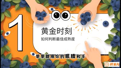 第10节：完美的&ldquo;果粉&rdquo;&mdash;&mdash;采摘时机与保鲜， 课程：《蓝莓&ldquo;高产&rdquo;实战课：从选苗到丰收的10个关键点》