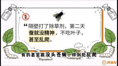 第05节：养蚕人的&ldquo;排雷战&rdquo;&mdash;&mdash;除草剂的生死禁忌，课程：《桑海淘金：桑树高产与蚕桑安全进阶实战课》
