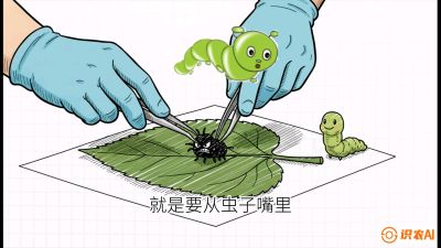 第07节：虫口夺叶（下）&mdash;&mdash;不得不打药时的&ldquo;解毒术&rdquo;，课程：《桑海淘金：桑树高产与蚕桑安全进阶实战课》