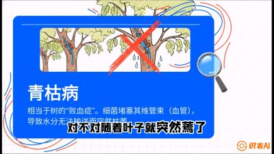 第08节：看不见的杀手&mdash;&mdash;青枯病与萎缩病，课程：《桑海淘金：桑树高产与蚕桑安全进阶实战课》