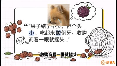 第10节：甜蜜的科学&mdash;&mdash;膨大、增甜与转色，课程：《桑海淘金：桑树高产与蚕桑安全进阶实战课》