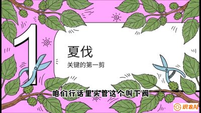 第11节：叶果双收&mdash;&mdash;特殊的夏伐与冬伐，课程：《桑海淘金：桑树高产与蚕桑安全进阶实战课》