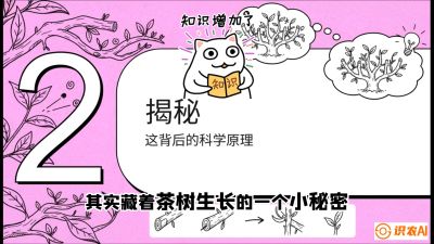 第04节（修剪篇）：树势复活术：从&ldquo;越剪越弱&rdquo;到&ldquo;枝繁叶茂&rdquo;的能量管理与夏秋茶逆袭，课程：《茶金时代：从&ldquo;看天吃饭&rdquo;到&ldquo;精准控局&rdquo;的茶叶高产提质实战课》