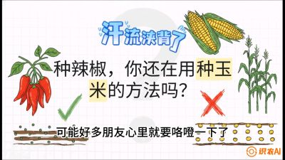 第1节：【品种定江山】工业辣椒vs小米辣：底肥公式与密度陷阱的&ldquo;百万生意经&rdquo;，课程：《辣椒种植实战特训营，从工业辣椒到精品小米辣，教你如何把&ldquo;草&rdquo;种成&ldquo;金&rdquo;》