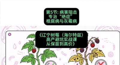 第五节： 病害阻击&mdash;&mdash;专治&ldquo;绝症&rdquo;根腐病与灰霉病，课程：《辽宁树莓（海尔特兹）高产避坑实战课：从保苗到高价》