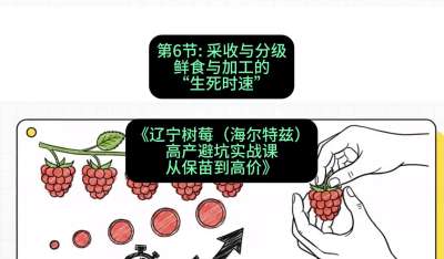 第六节： 采收与分级&mdash;&mdash;鲜食与加工的&ldquo;生死时速&rdquo;，课程：《辽宁树莓（海尔特兹）高产避坑实战课：从保苗到高价》