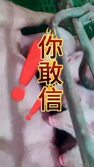小猪抢不到奶，干瘦不长肉？成活率总上不去？😭
自从用上南商农科这款仔猪补奶机，再也没这烦恼！
✅ 一键设置下料参数，新手也能上手
✅ 恒温补奶，小猪抢着喝，长势超均匀
从车间精工组装到猪场落地使用，每