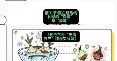 第01节：赢在起跑线&mdash;&mdash;种球的&ldquo;洗澡&rdquo;与&ldquo;消毒&rdquo;，课程：《卷丹百合&ldquo;无病高产&rdquo;植保实战课》#识农AI