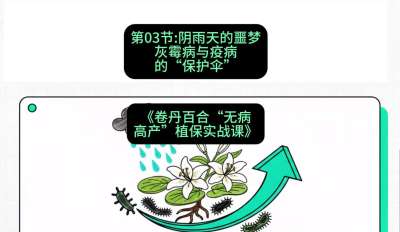 第03节：阴雨天的噩梦&mdash;&mdash;灰霉病与疫病的&ldquo;保护伞&rdquo;，课程：《卷丹百合&ldquo;无病高产&rdquo;植保实战课》#识农AI