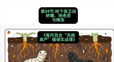 第04节：地下保卫战&mdash;&mdash;蛴螬、地老虎与螨虫 ，课程：《卷丹百合&ldquo;无病高产&rdquo;植保实战课》#识农AI