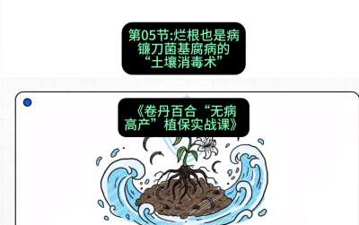 第05节：烂根也是病&mdash;&mdash;镰刀菌基腐病的&ldquo;土壤消毒术&rdquo; ，课程：《卷丹百合&ldquo;无病高产&rdquo;植保实战课》#识农AI