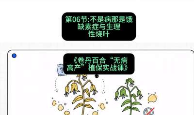 第06节：不是病那是饿&mdash;&mdash;缺素症与生理性烧叶 ，课程：《卷丹百合&ldquo;无病高产&rdquo;植保实战课》#识农AI
