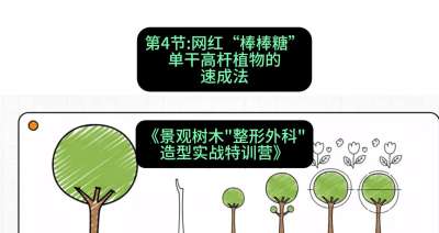 第04节：网红&ldquo;棒棒糖&rdquo;&mdash;&mdash;单干高杆植物的速成法，课程：《景观树木&ldquo;整形外科&rdquo;造型实战特训营》#识农AI