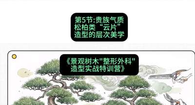 第05节：贵族气质&mdash;&mdash;松柏类&ldquo;云片&rdquo;造型的层次美学，课程：《景观树木&ldquo;整形外科&rdquo;造型实战特训营》#识农AI