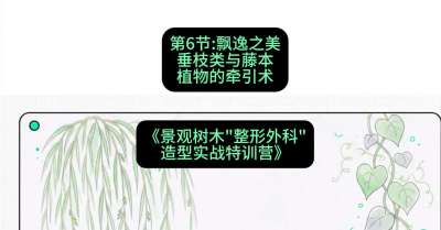 第06节：飘逸之美&mdash;&mdash;垂枝类与藤本植物的牵引术，课程：《景观树木&ldquo;整形外科&rdquo;造型实战特训营》#识农AI