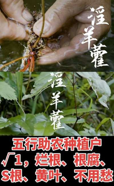 177，1907，0725，V 同号
1  老乡们！种淫羊藿不用乱买肥，咱这款专用肥，针对淫羊藿习性配的，壮苗防烂根，采收多卖钱，用过都回头！
2  咱种淫羊藿图的就是省心高产！专用肥薄肥勤施，苗不烧