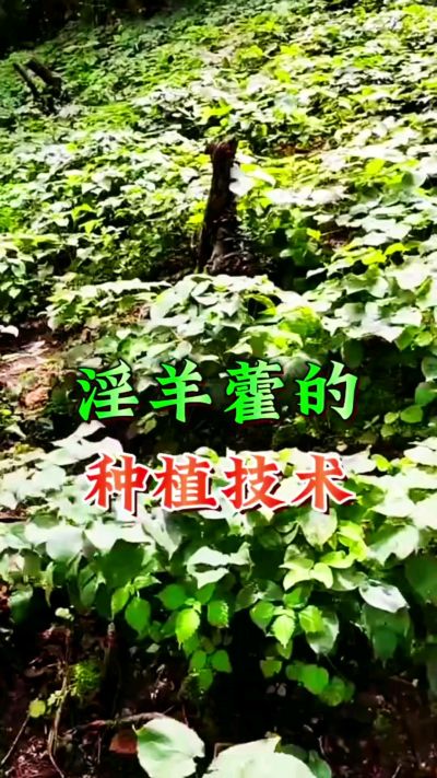 揭秘&ldquo;仙草&rdquo;淫羊藿的种植密码！耐严寒耐贫瘠，林下套种不占耕地，管理简单还能套种其他作物，一亩地的投入两亩地的收益～ 想返乡创业的赶紧码住！ #淫羊藿种植技术 #返乡创业项目 #药材种植指南 #农业新风