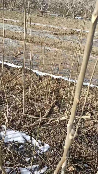 臭椿苗，一年苗，需要联系我，全国包邮到家。18534302961