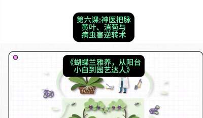 第六节：神医把脉：黄叶、消苞与病虫害逆转术，课程：《蝴蝶兰雅养六讲：从阳台小白到园艺达人》#识农AI