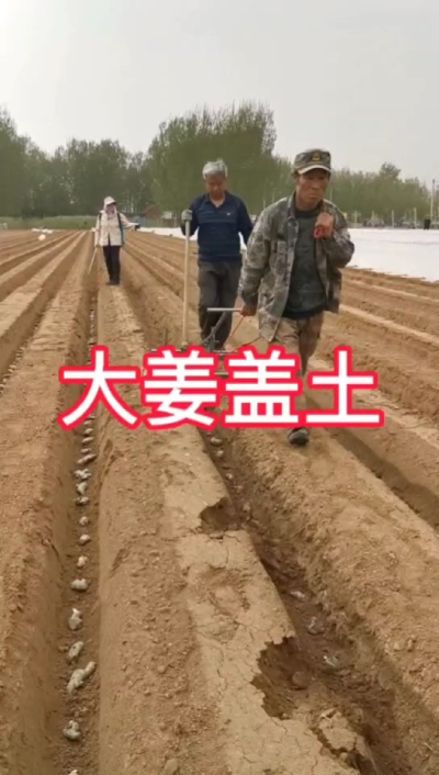 大姜盖土
