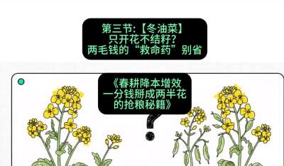 第三节：【冬油菜】只开花不结籽？两毛钱的&ldquo;救命药&rdquo;别省
