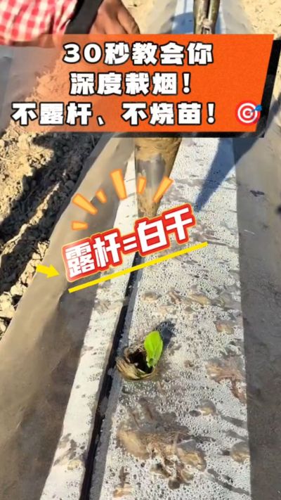 这个栽法太关键了！深栽是烤烟成活的根本，亲测有效！