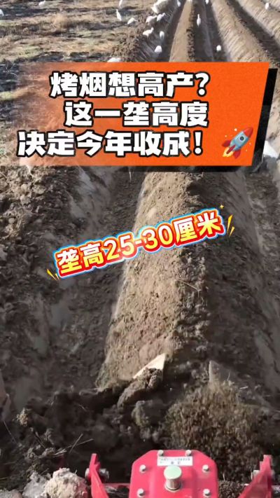 想让烤烟高产，就得从细节抓起。分享一点实打实的干货，只为帮大家少走弯路，种出好烟叶！🌱👍