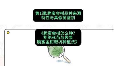 第1节：脆蜜金柑品种来源、特性与真假苗鉴别，课程：《脆蜜金柑怎么种？拒绝死苗与裂果，脆蜜金柑8步避坑种植法》#识农AI