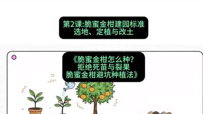 第2节：脆蜜金柑建园标准：选地、定植与改土，课程：《脆蜜金柑怎么种？拒绝死苗与裂果，脆蜜金柑8步避坑种植法》#识农AI