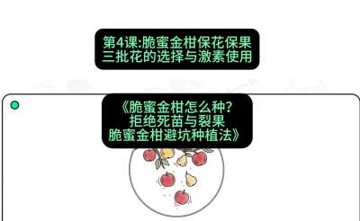 第4节：脆蜜金柑保花保果：三批花的选择与激素使用，课程：《脆蜜金柑怎么种？拒绝死苗与裂果，脆蜜金柑8步避坑种植法》#识农AI