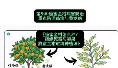第5节：脆蜜金柑病害防治：重点防溃疡病与黄龙病，课程：《脆蜜金柑怎么种？拒绝死苗与裂果，脆蜜金柑8步避坑种植法》#识农AI