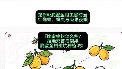 第6节：脆蜜金柑虫害防治：红蜘蛛、蚜虫与吸果夜蛾，课程：《脆蜜金柑怎么种？拒绝死苗与裂果，脆蜜金柑8步避坑种植法》#识农AI