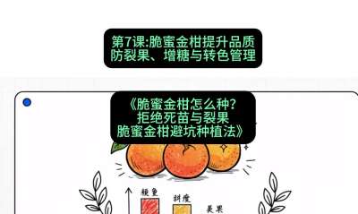 第7节：脆蜜金柑提升品质：防裂果、增糖与转色管理，课程：《脆蜜金柑怎么种？拒绝死苗与裂果，脆蜜金柑8步避坑种植法》#识农AI