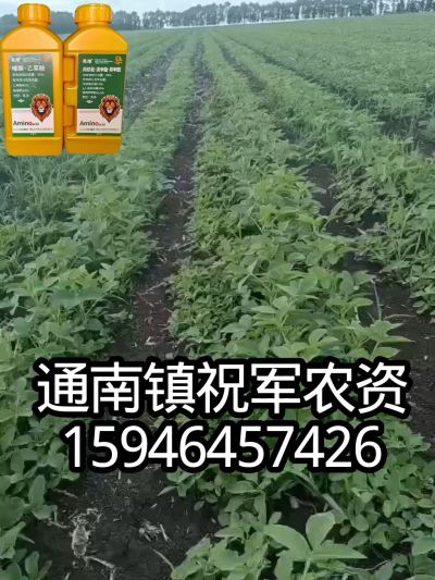 大豆苗前封闭，可封红根苋菜，灰菜，兰花菜，野豆子，捞豆秧等恶性杂草，封杀兼备的高端产品。
