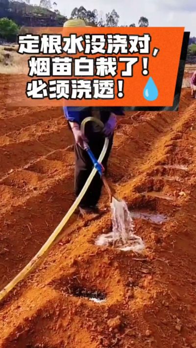 烤烟移栽定根水这么浇，烟苗稳活不僵苗！水里加点它，缓苗快、长势壮，种烟新手必看！