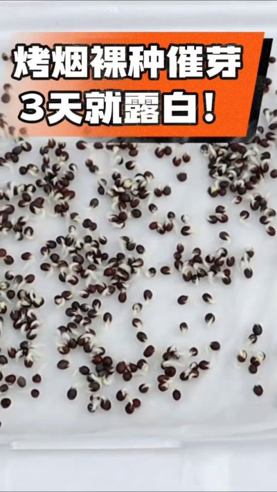 烤烟裸种催芽小技巧，清水浸泡、保温保湿，3天就能露白，出苗快又齐！烟农朋友收藏备用～
