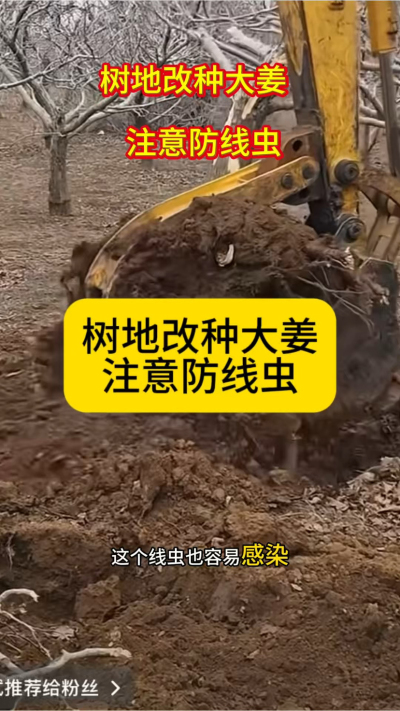 树地改种大姜，注意防线虫！
