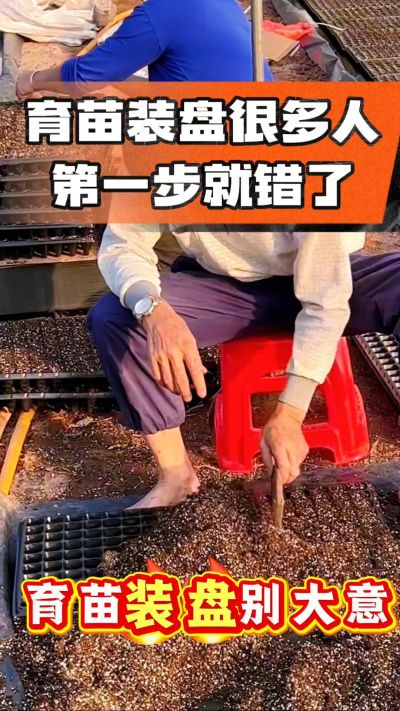 烤烟育苗基质装盘，一步做对，出苗整齐又壮苗！装盘技巧记牢，少走弯路，育苗更省心