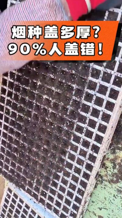 烟种盖多厚？90%烟农都盖错！薄盖才出苗齐、不闷种，烤烟育苗关键一步，照着做就对了