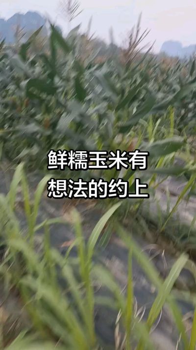 农户种植的白糯玉米大量上市，助农帮农在行动